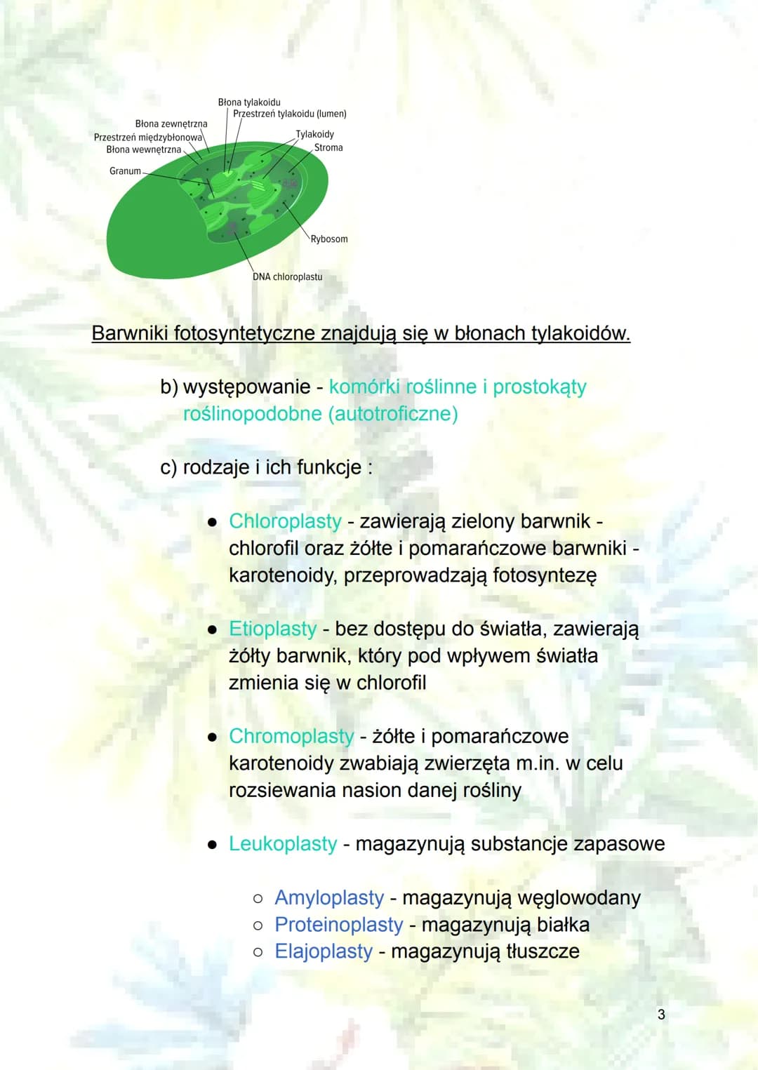 Mitochondrium, plastydy i teoria
endosymbiozy
1. Mitochondrium
a) budowa:
blona
zewnętrzna koliste DNA
rybosom
zewnętrzna błona mitochondriu