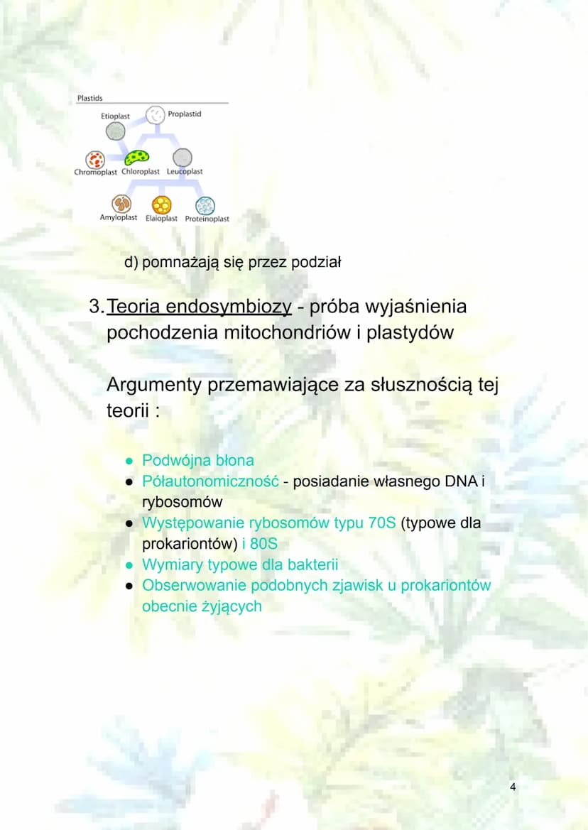 Mitochondrium, plastydy i teoria
endosymbiozy
1. Mitochondrium
a) budowa:
blona
zewnętrzna koliste DNA
rybosom
zewnętrzna błona mitochondriu