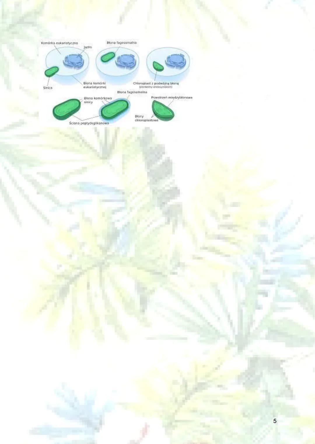 Mitochondrium, plastydy i teoria
endosymbiozy
1. Mitochondrium
a) budowa:
blona
zewnętrzna koliste DNA
rybosom
zewnętrzna błona mitochondriu