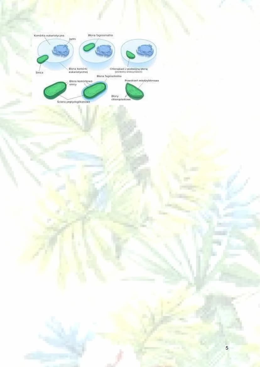 Mitochondrium, plastydy i teoria
endosymbiozy
1. Mitochondrium
a) budowa:
blona
zewnętrzna koliste DNA
rybosom
zewnętrzna błona mitochondriu