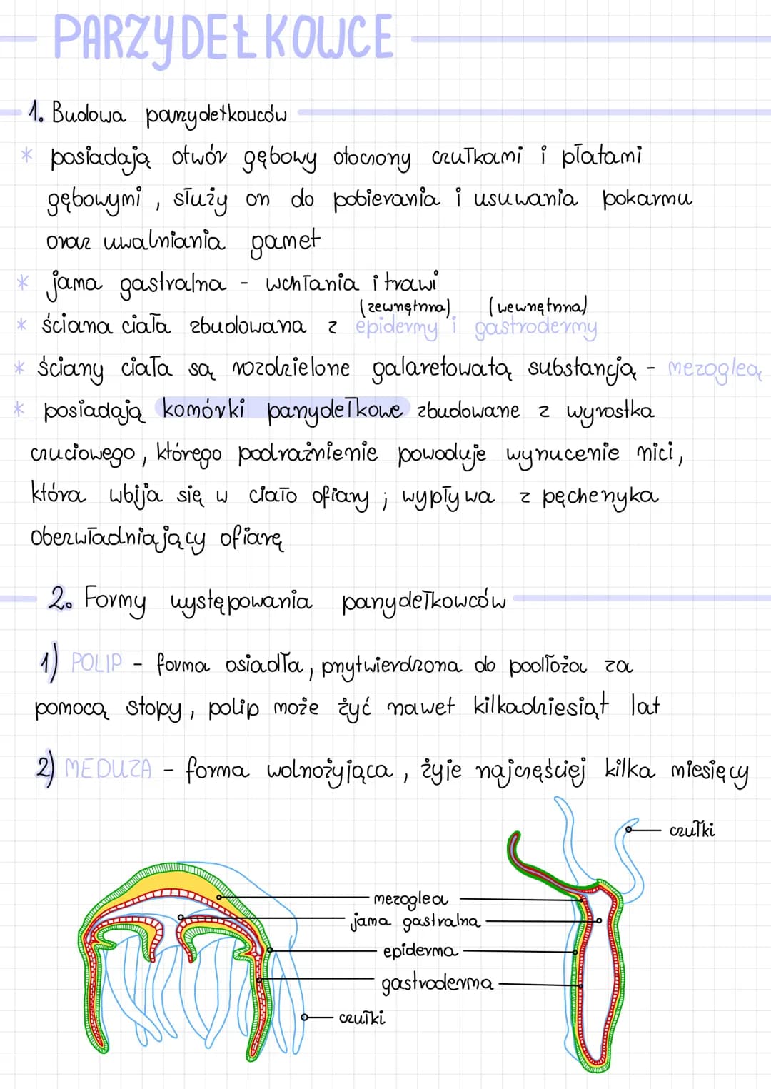 PARZYDEŁKOWCE
1. Budowa panydetkowców
*posiadają otwór gębowy otociony czułkami i płatami
gębowymi, służy on do pobierania i usuwania pokarm