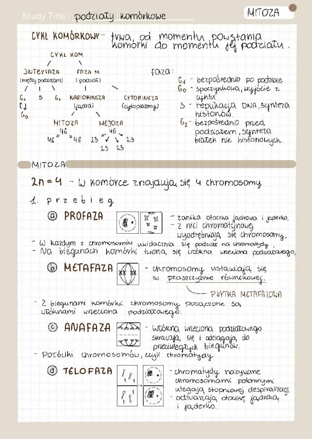 Know podziały komórkowe-mejoza i mitoza thumbnail