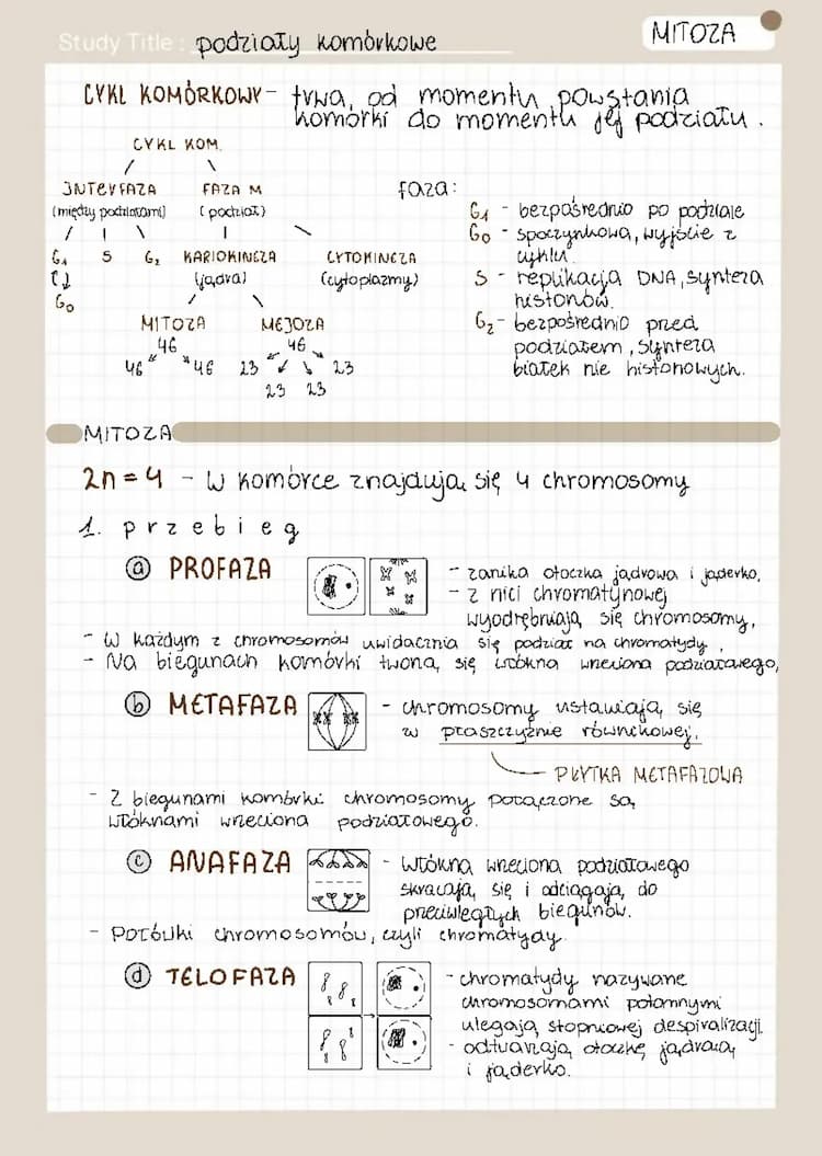 Know podziały komórkowe-mejoza i mitoza thumbnail