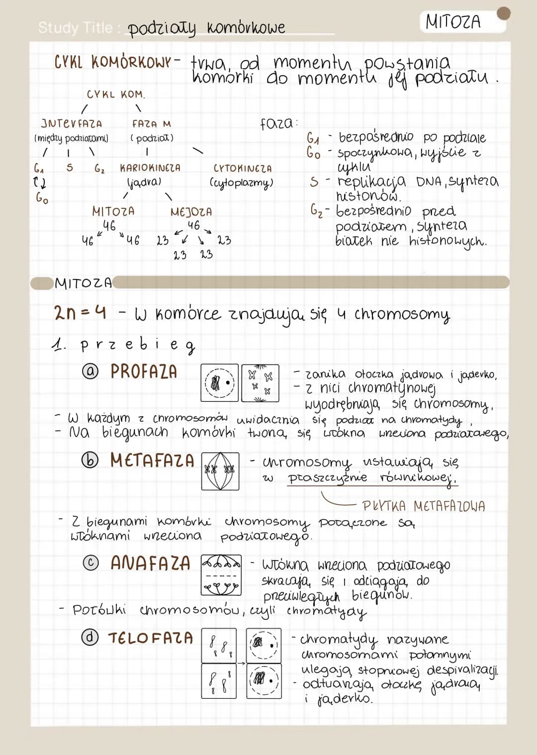 Study Title: podziały komórkowe
CYKL KOMÓRKOWY- †vwa, od momentu powstania
CYKL KOM.
1
3NTEVFAZA
(między podziałami)
/ T 1
S
G₁
(2
Go
G₂
46
