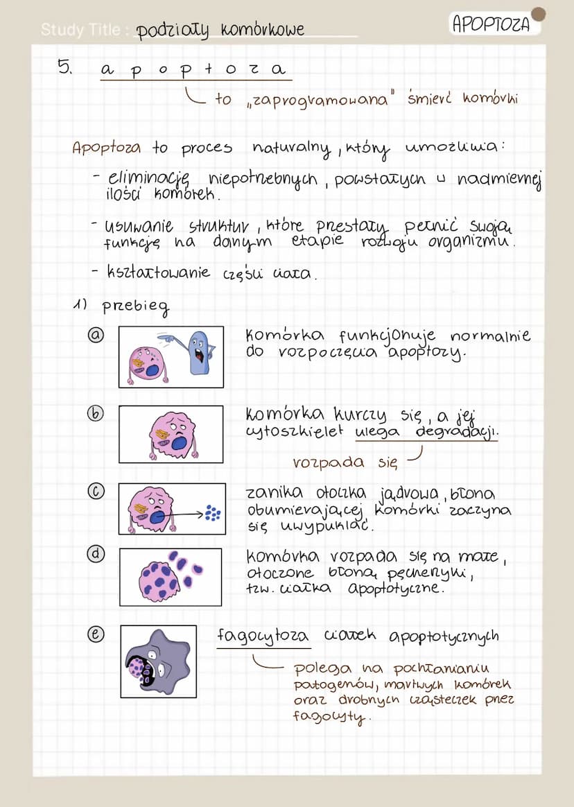 Study Title: podziały komórkowe
CYKL KOMÓRKOWY- †vwa, od momentu powstania
CYKL KOM.
1
3NTEVFAZA
(między podziałami)
/ T 1
S
G₁
(2
Go
G₂
46
