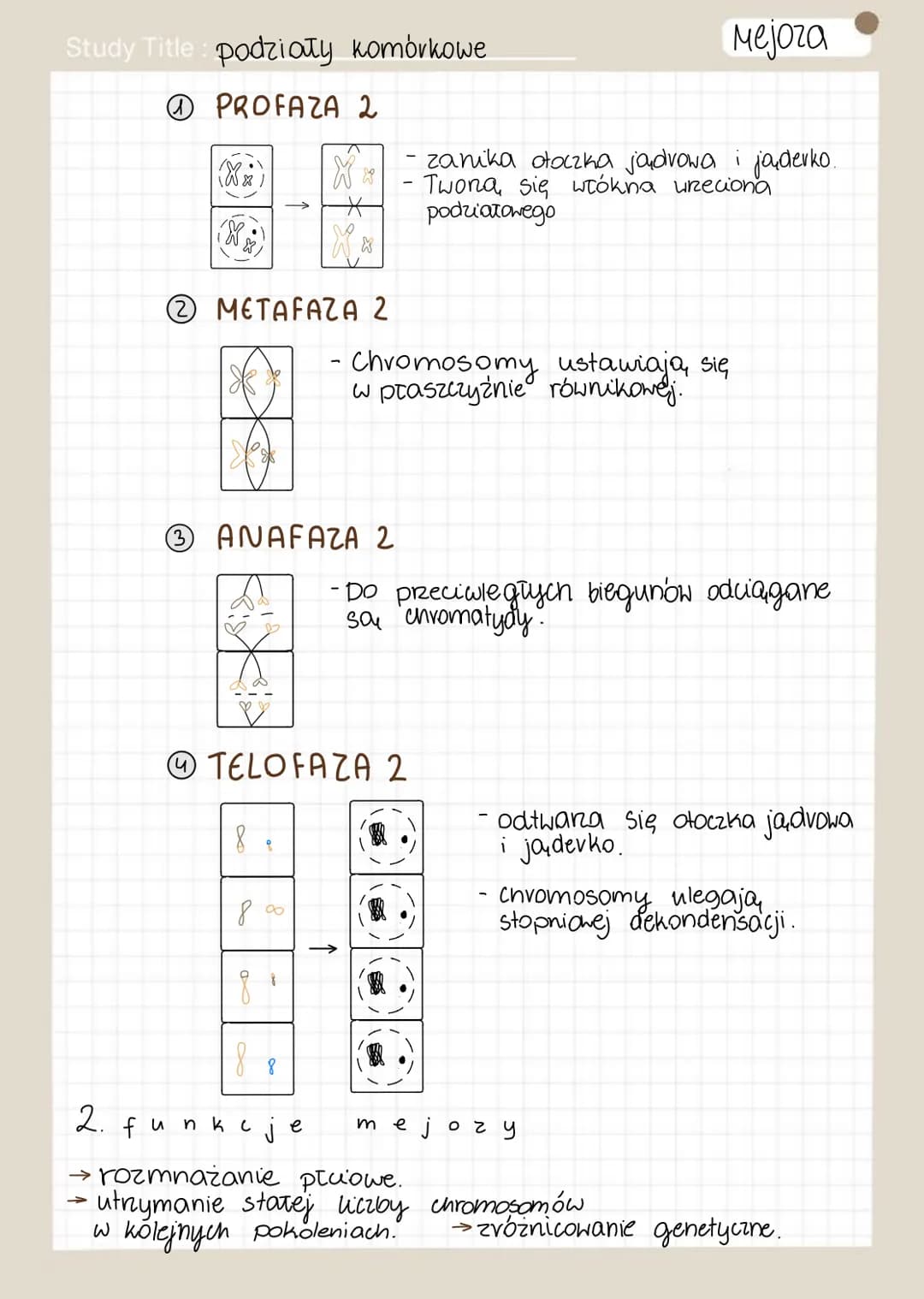 Study Title: podziały komórkowe
CYKL KOMÓRKOWY- †vwa, od momentu powstania
CYKL KOM.
1
3NTEVFAZA
(między podziałami)
/ T 1
S
G₁
(2
Go
G₂
46
