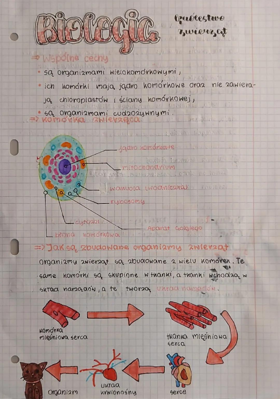 --- OCR Start ---
•
Biologic
→Wspólne cechy
są organizmami wielokomórkowymi,
Gabtestwo
⚫ich komórki maja jądro komórkowe oraz nie zawiera-
j