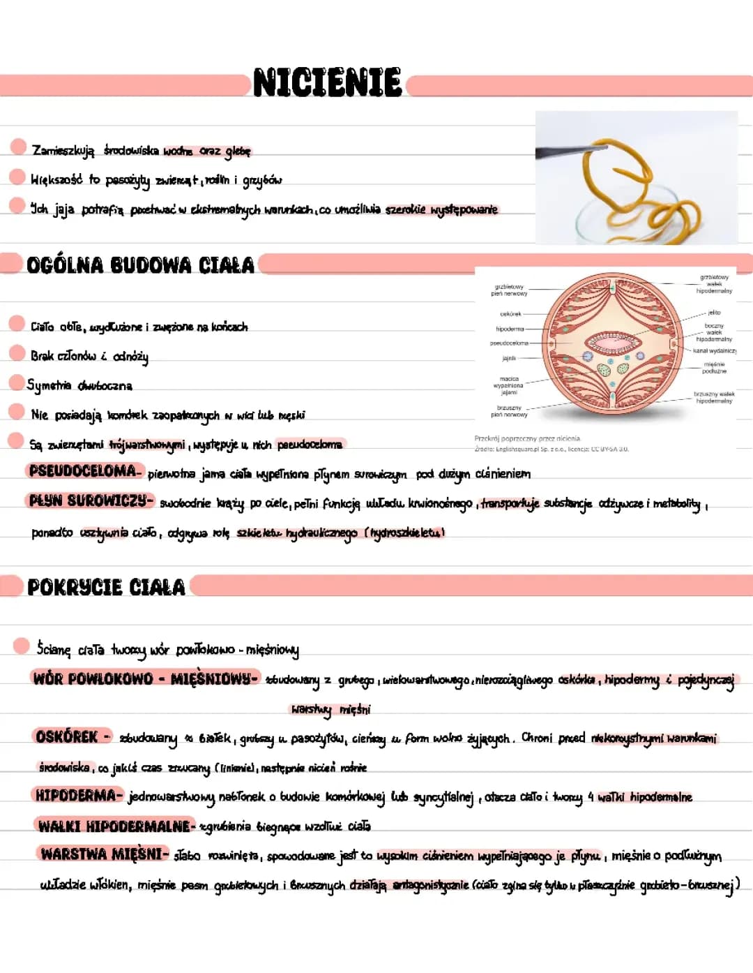 Nicienie: Jak wyglądają, rodzaje i ich układy - biologia klasa 2