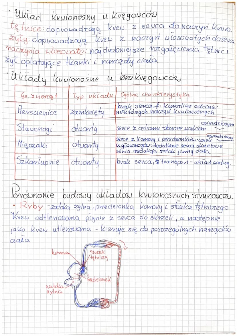 3
2
D
6.1 Układ krążenia u zwierząt
-Składa się układ krwionośny i limfatyczny
•Płyny ustrojowe
KNew - krążący
występującym
w zamkniętym ukł