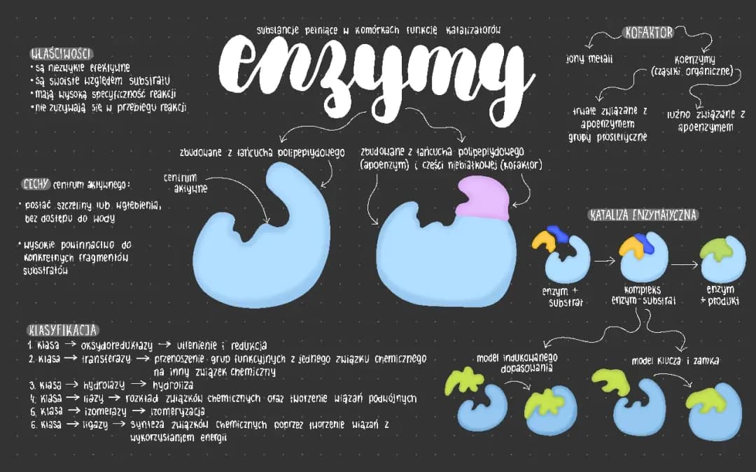 Enzymy