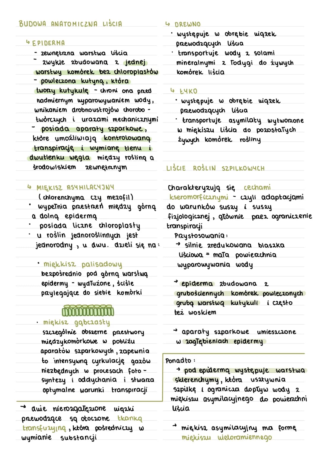Zadania liści :
↳ wytwarzanie związków organicznych
w procesie fotosyntezy
la transpiracja
↳ wymiana razowa między wnętrzem
rośliny a środow