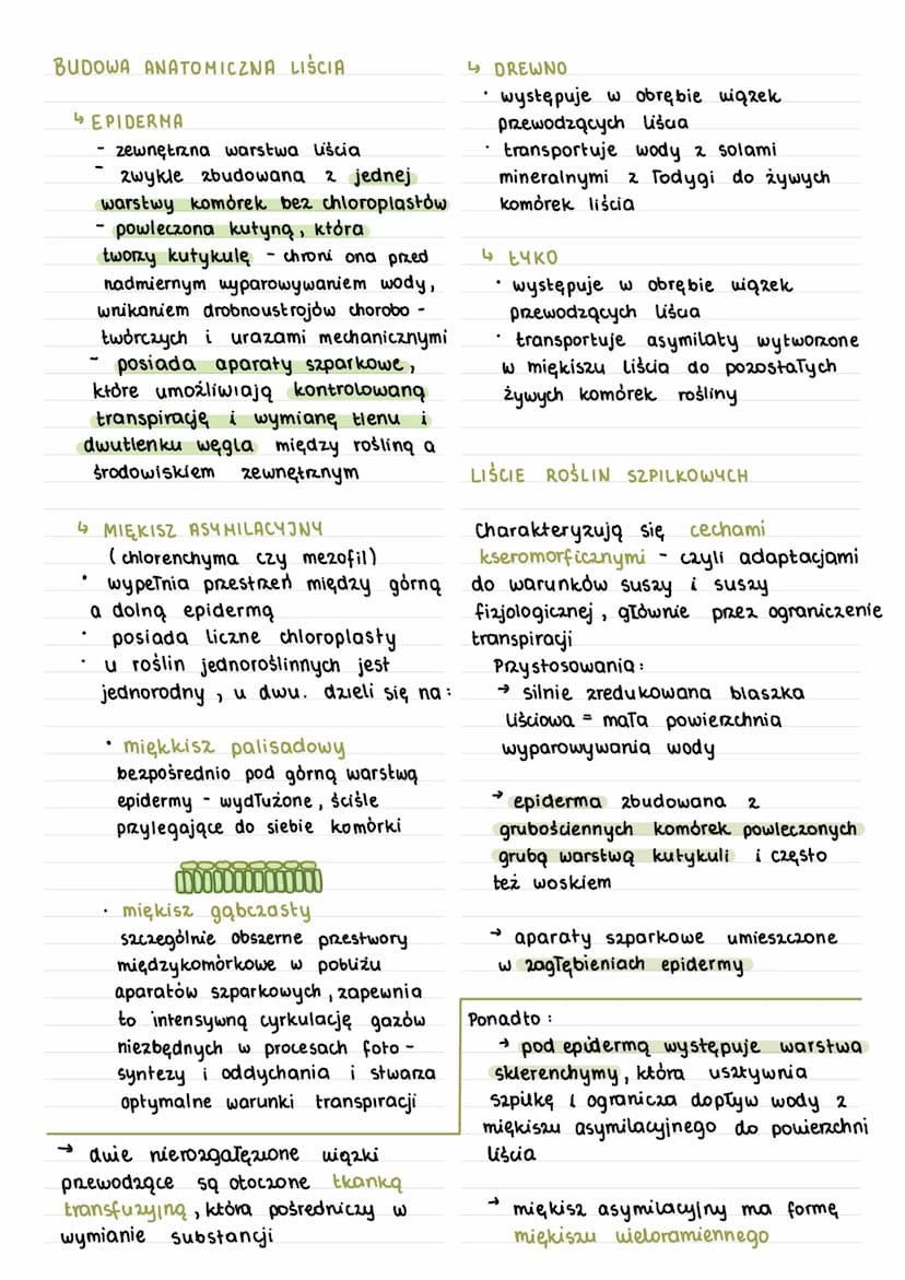 Zadania liści :
↳ wytwarzanie związków organicznych
w procesie fotosyntezy
la transpiracja
↳ wymiana razowa między wnętrzem
rośliny a środow