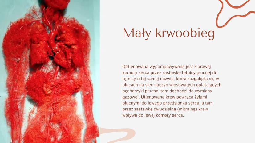 Układ krążenia
człowieka Co to jest
układ
krążenia?
b
SERCE, TĘTNICE, ŻYŁY ORAZ NACZYNIA
WŁOSOWATE TWORZĄ ZAMKNIĘTY UKŁAD,
ZWANY UKŁADEM KRĄ