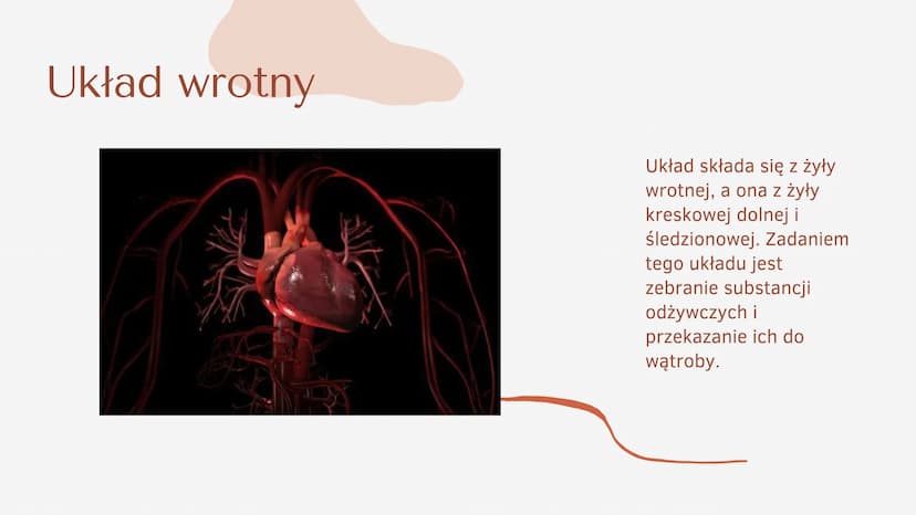 Układ krążenia
człowieka Co to jest
układ
krążenia?
b
SERCE, TĘTNICE, ŻYŁY ORAZ NACZYNIA
WŁOSOWATE TWORZĄ ZAMKNIĘTY UKŁAD,
ZWANY UKŁADEM KRĄ