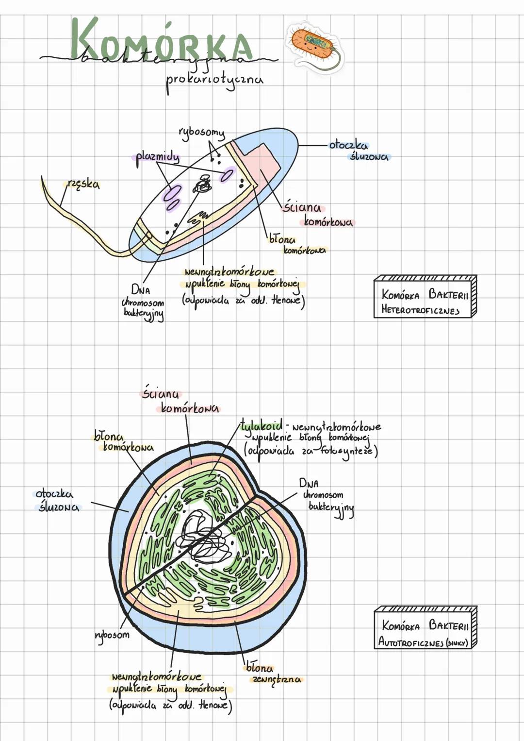 KOMÓRKA
prokariotyczna
rzęska
otoczka
śluzoNa
blona
rybosomy
plazmidy
rybosom
komárkowa
ściana
a
wewngtrkomórkowe
DNA
wpuklenie błony komórk