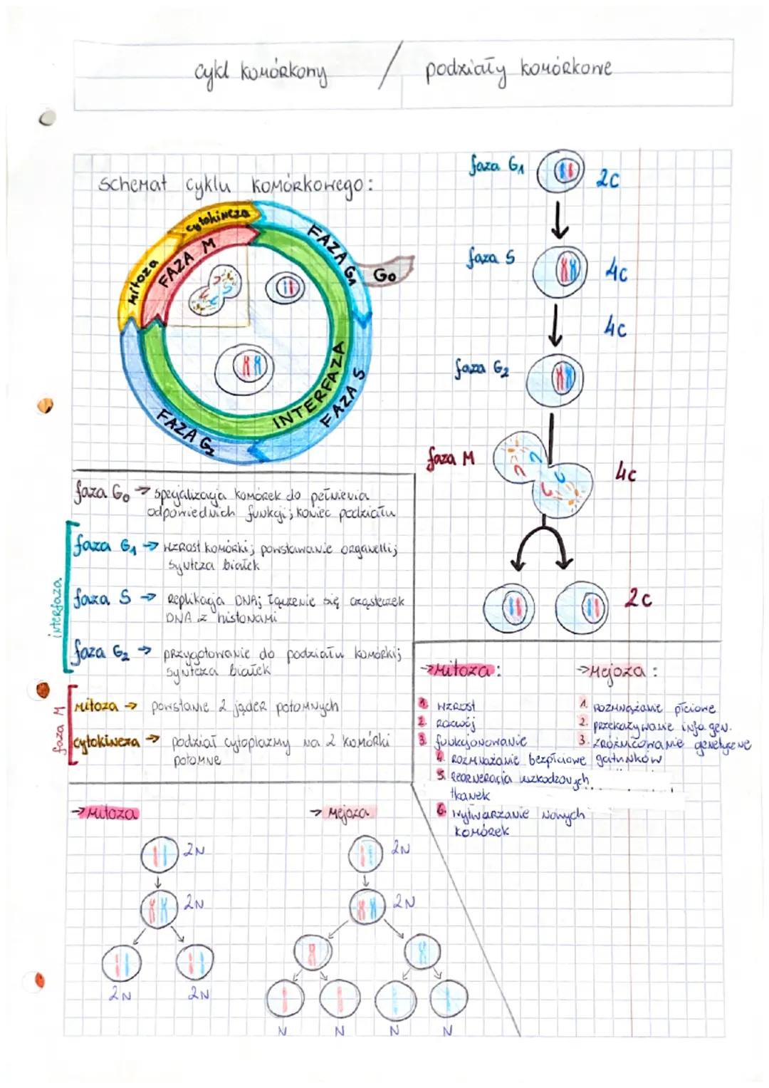 interfaza
schemat cyklu Коморконедо:
cytokineza
cykl komórkony podziały komórkowe
itoza
Mitoza
cytokineza
FAZA
→ Mitoza
FAZA G₂
(D
2N
faza G