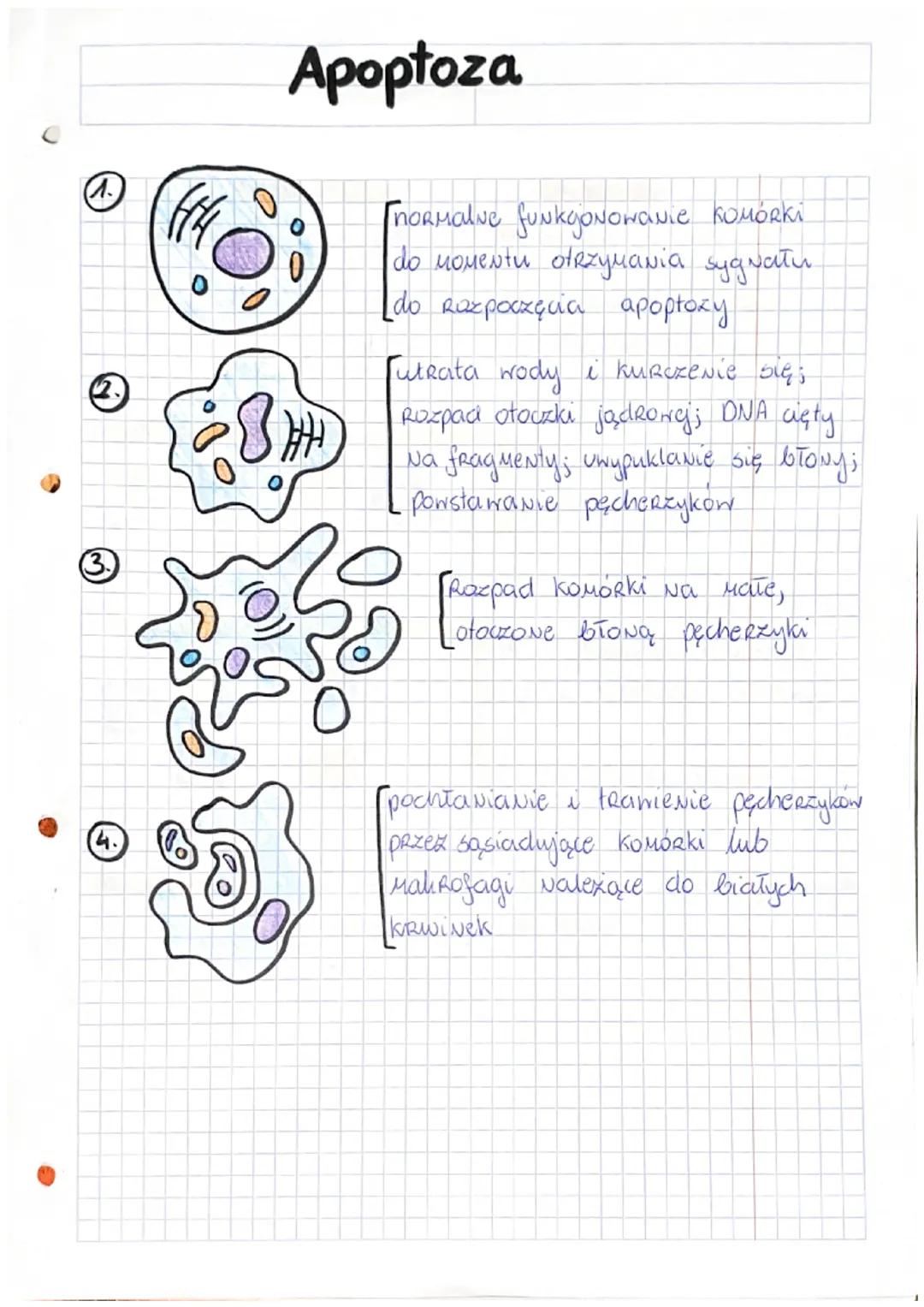 interfaza
schemat cyklu Коморконедо:
cytokineza
cykl komórkony podziały komórkowe
itoza
Mitoza
cytokineza
FAZA
→ Mitoza
FAZA G₂
(D
2N
faza G