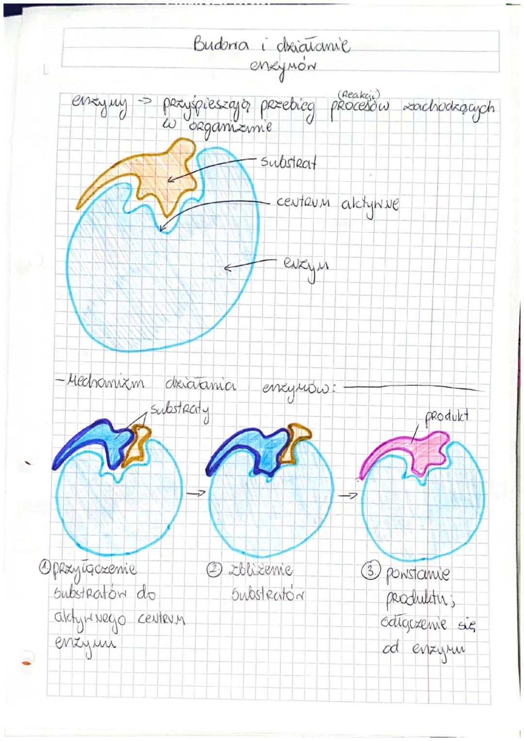 interfaza
schemat cyklu Коморконедо:
cytokineza
cykl komórkony podziały komórkowe
itoza
Mitoza
cytokineza
FAZA
→ Mitoza
FAZA G₂
(D
2N
faza G