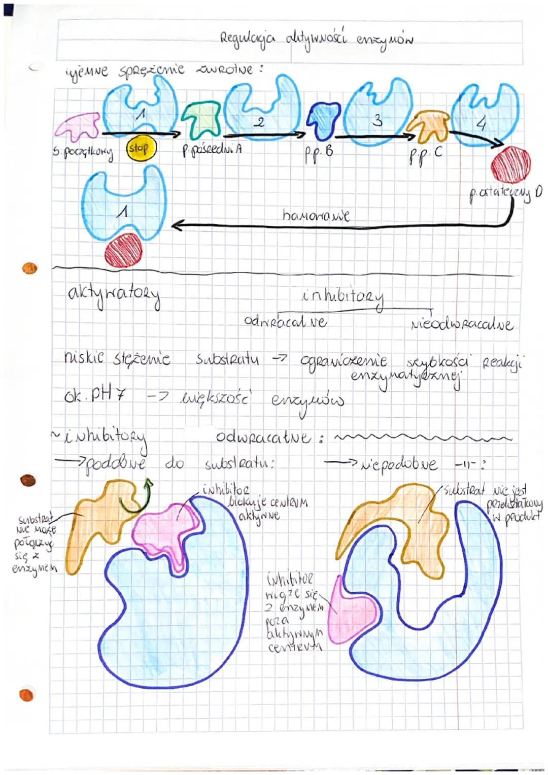 interfaza
schemat cyklu Коморконедо:
cytokineza
cykl komórkony podziały komórkowe
itoza
Mitoza
cytokineza
FAZA
→ Mitoza
FAZA G₂
(D
2N
faza G
