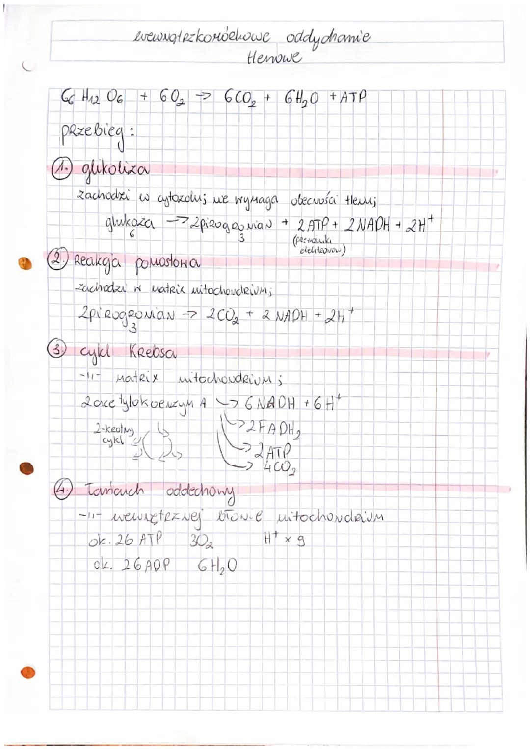 interfaza
schemat cyklu Коморконедо:
cytokineza
cykl komórkony podziały komórkowe
itoza
Mitoza
cytokineza
FAZA
→ Mitoza
FAZA G₂
(D
2N
faza G