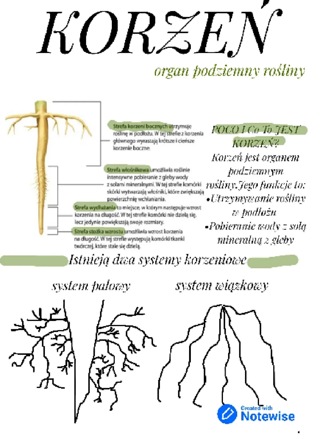 Korzeń organ podziemny rosliy