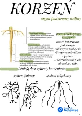 Know Korzeń organ podziemny rosliy thumbnail