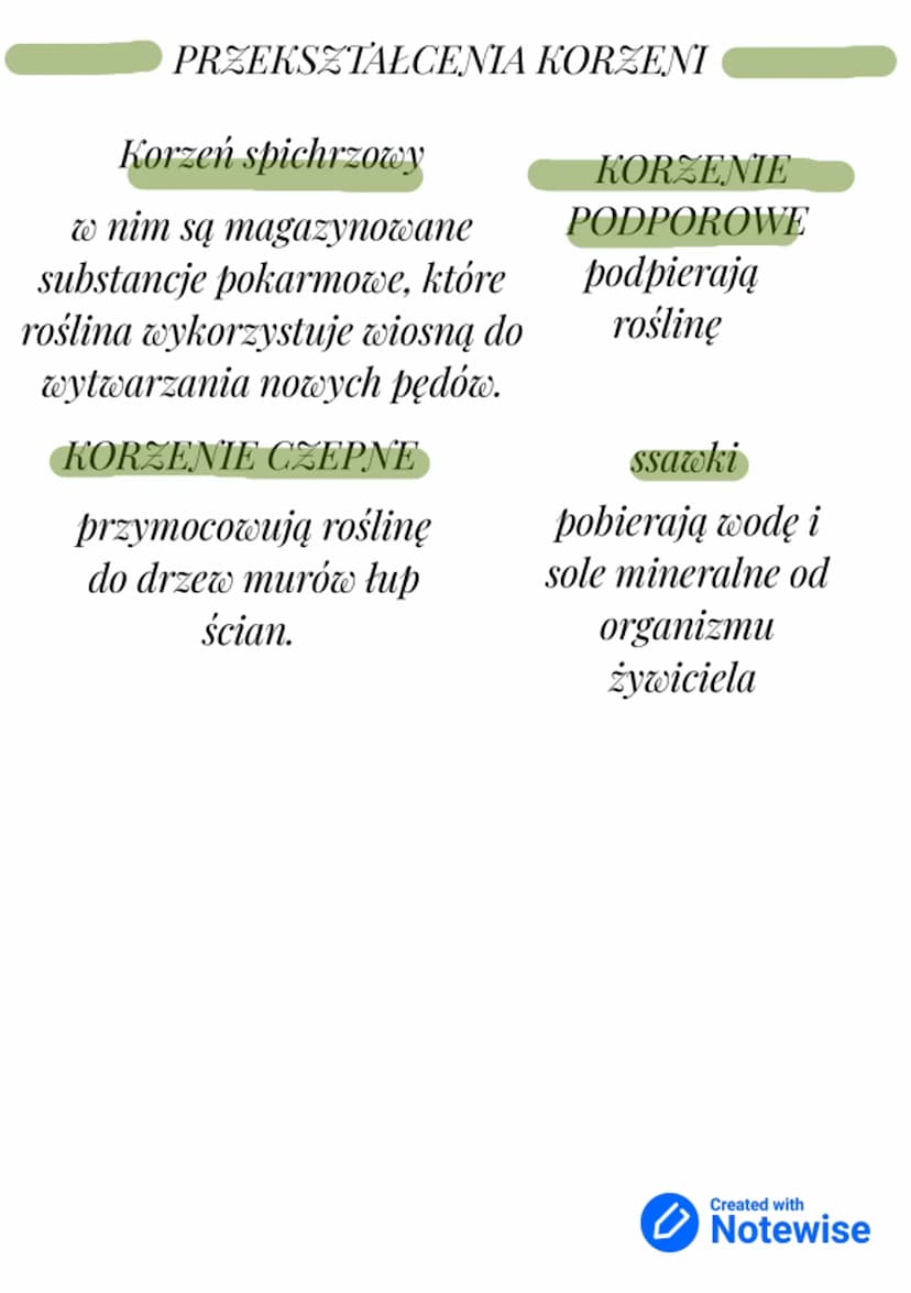 KORZEN
organ podziemny rośliny
Strefa korzeni bocznych utrzymuje
roślinę w podłożu. W tej strefie z korzenia
głównego wyrastają krótsze i ci