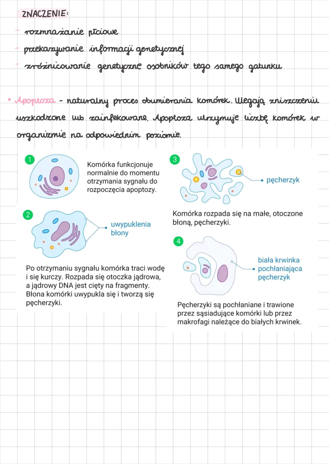 • Wstępne informacje
komórki naszego ciała mają podwójny zestaw chromosomáv - diploidalne.
Oznacza się je symbolem 2n.
komórki jajowe oraz p