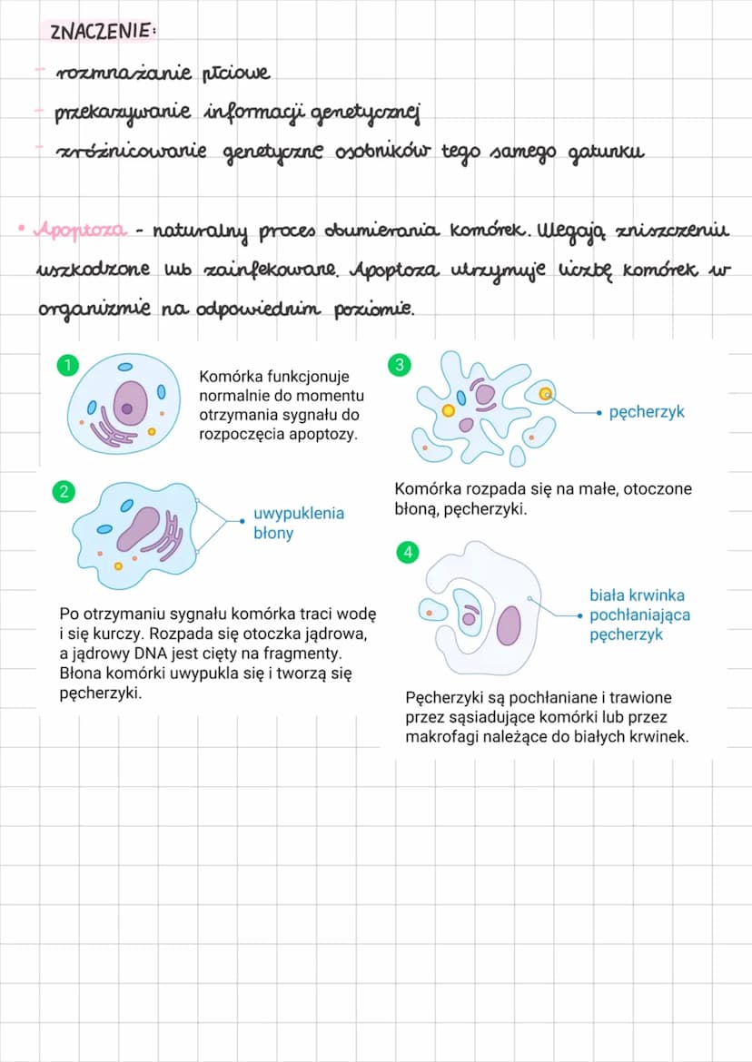 • Wstępne informacje
komórki naszego ciała mają podwójny zestaw chromosomáv - diploidalne.
Oznacza się je symbolem 2n.
komórki jajowe oraz p