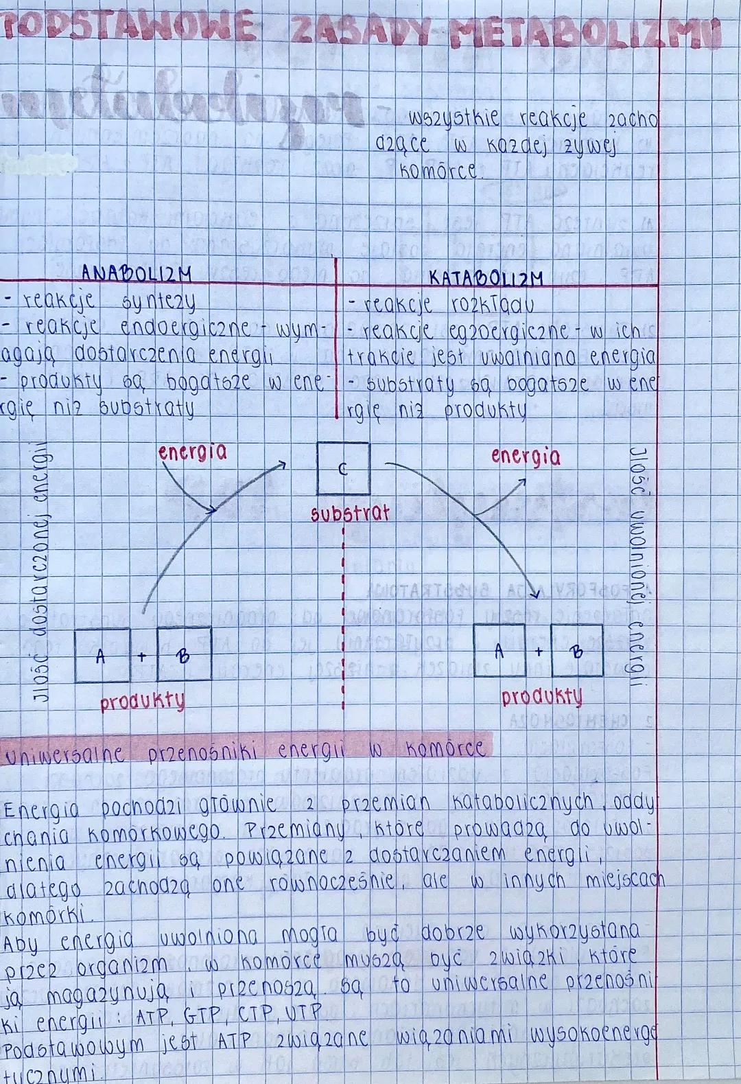 Podstawowe Zasady Metabolizmu: Test i Notatka