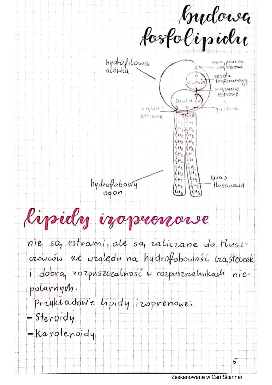 # sacharydy

Nazywamy je również cukrami lub węglowodana mi.
Powstają w procesie fotosyntezy. Sa, zbudowane
z węgla (C), wodoru (H), tlenu (