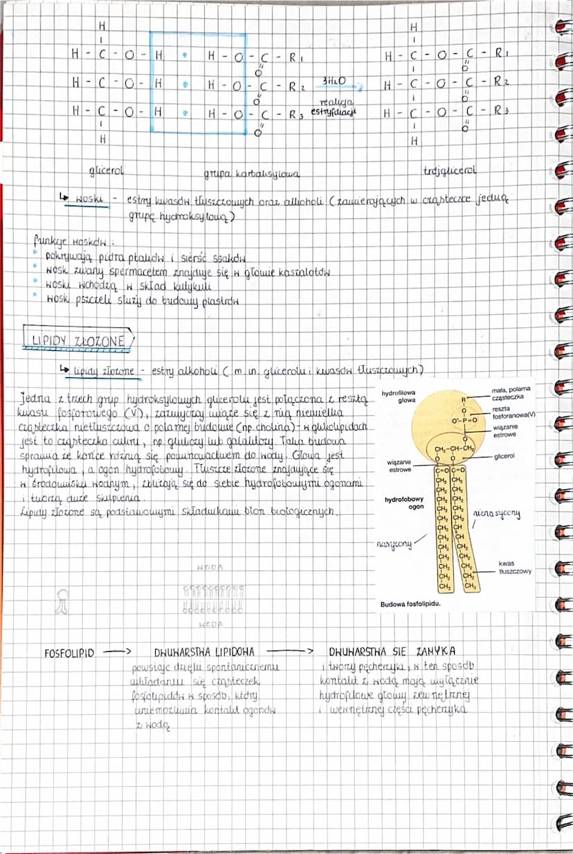 vipindy
lipidy, inaczej tlustoze, składają się zwykle z wegla, Hodoru i tlenu, neutdre lipidy
Czasami zawieraja rowniez azot i fosfor
ze wzg