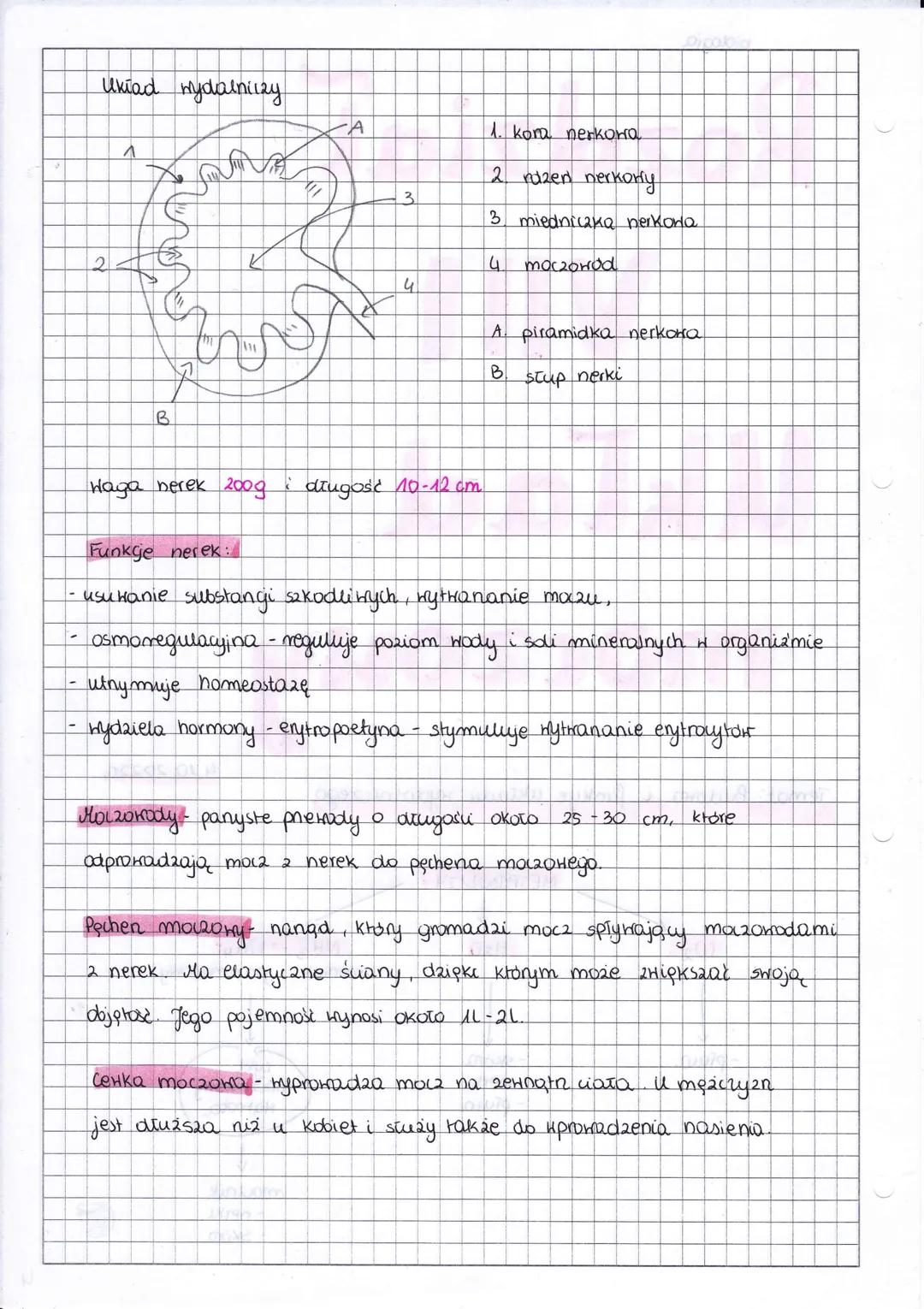 biologia
Rozdzial
VIII
Układ
тосгону
Temat: Buitona i funkyje układu wydalniczego.
- ріша
METABOLITY
↓
H₂0
-skora
- nerki
- płuca
4.10.2022r