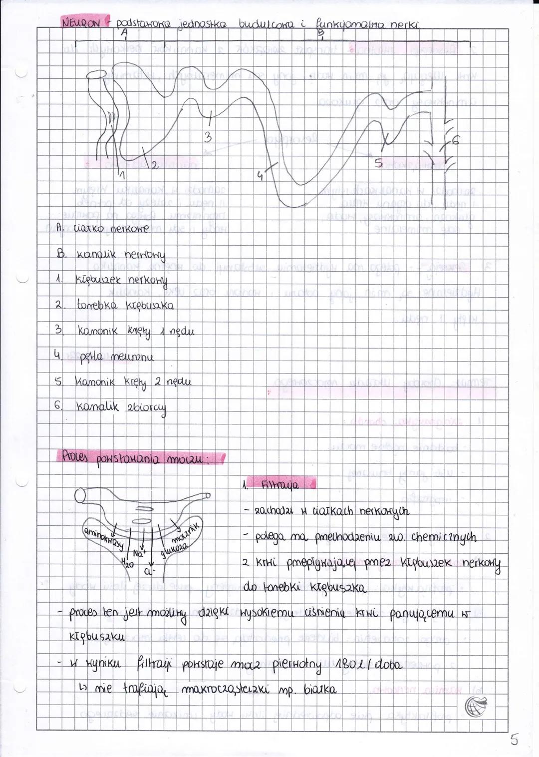 biologia
Rozdzial
VIII
Układ
тосгону
Temat: Buitona i funkyje układu wydalniczego.
- ріша
METABOLITY
↓
H₂0
-skora
- nerki
- płuca
4.10.2022r