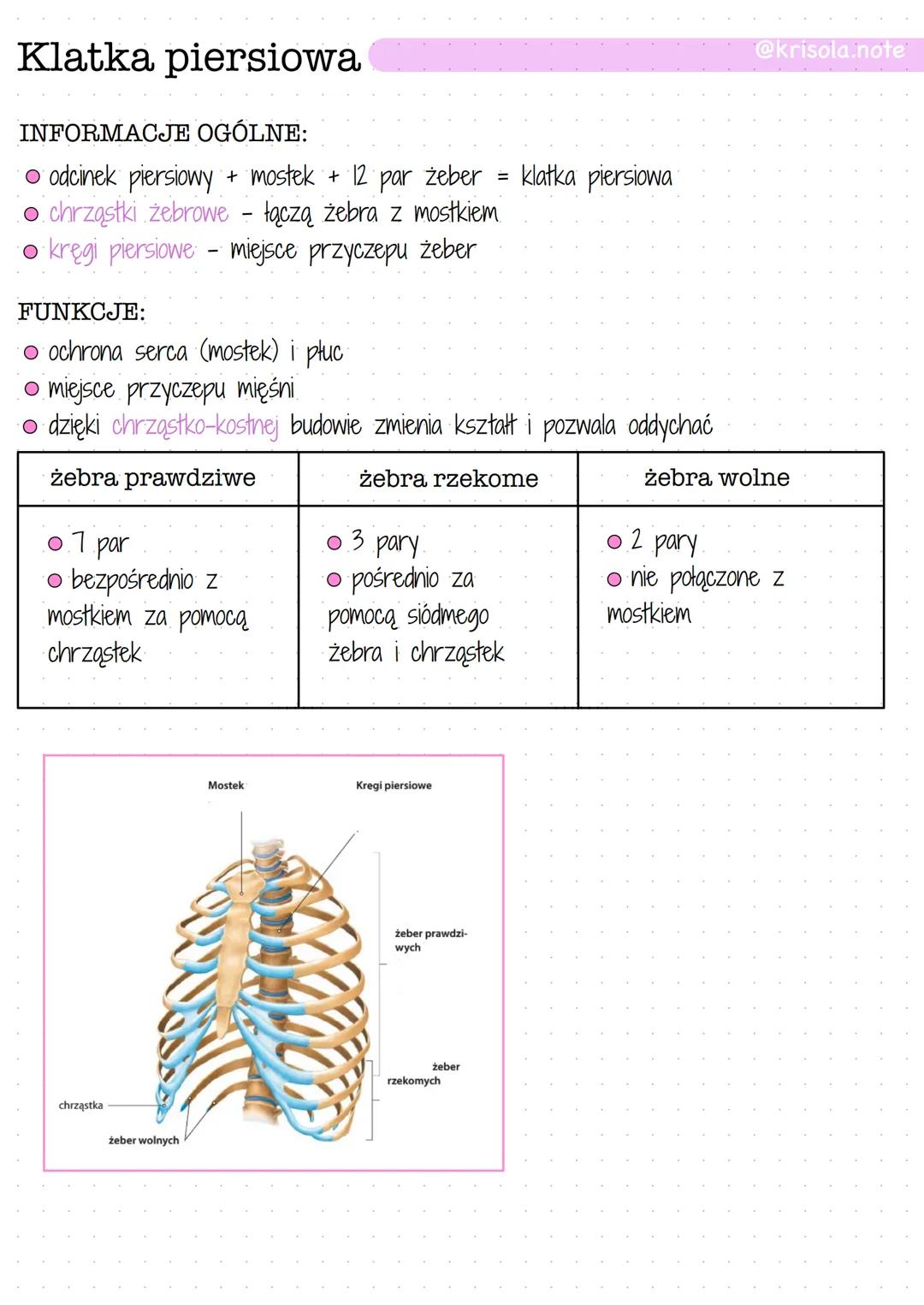 Klatka piersiowa
INFORMACJE OGÓLNE:
O odcinek piersiowy + mostek + 12 par żeber = klatka piersiowa
O chrząstki żebrowe - łączą żebra z mostk