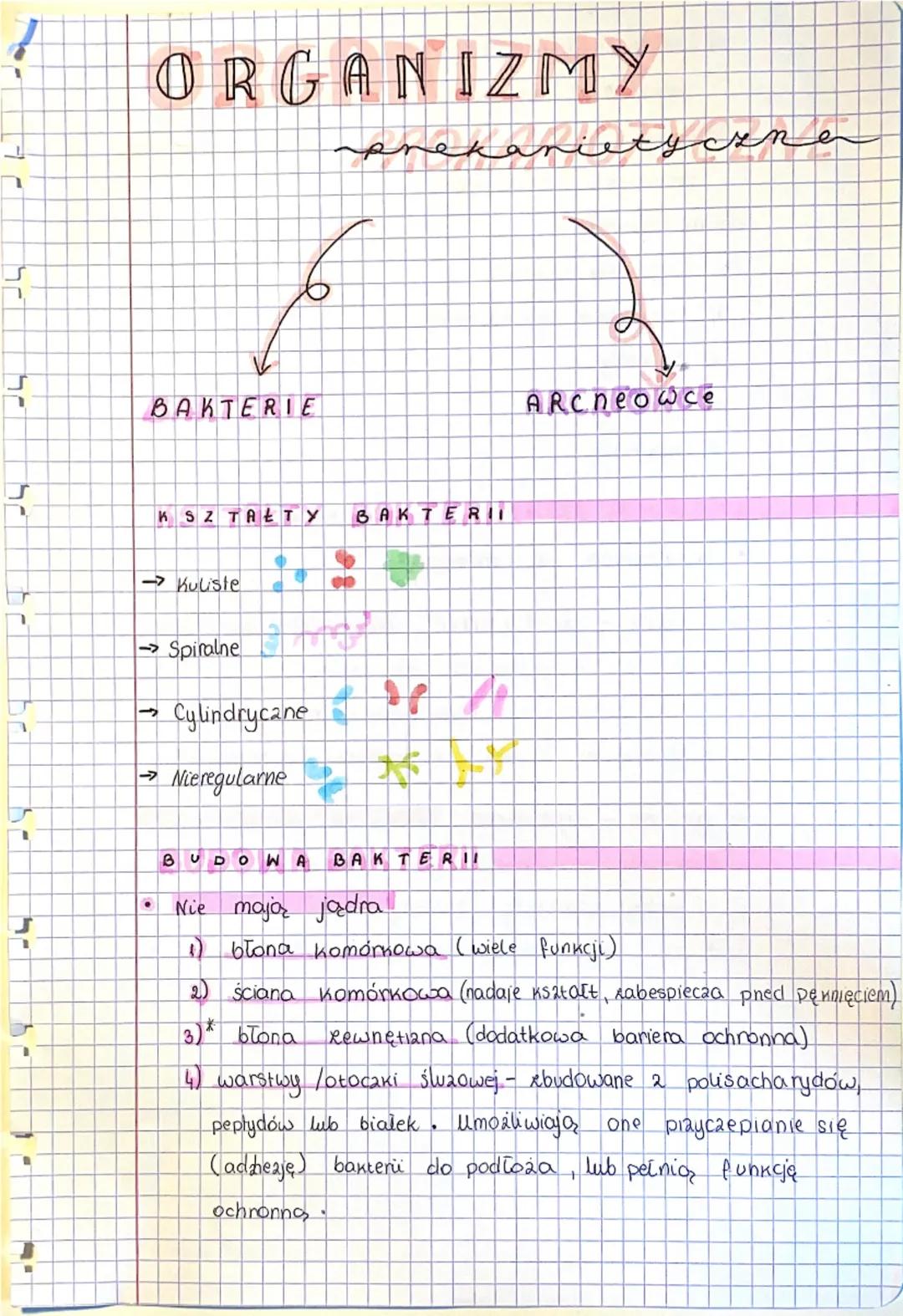 J
ORGANIZMY
BAKTERIE
O
KSZTAŁTY BAKTERI
→Kuliste
→Spiralne
1>> Cylindryczne
→ Nieregularne
ty
zne
ARCheowce
BUDOWA
UDO
BAKTERII
Nie mają jąd