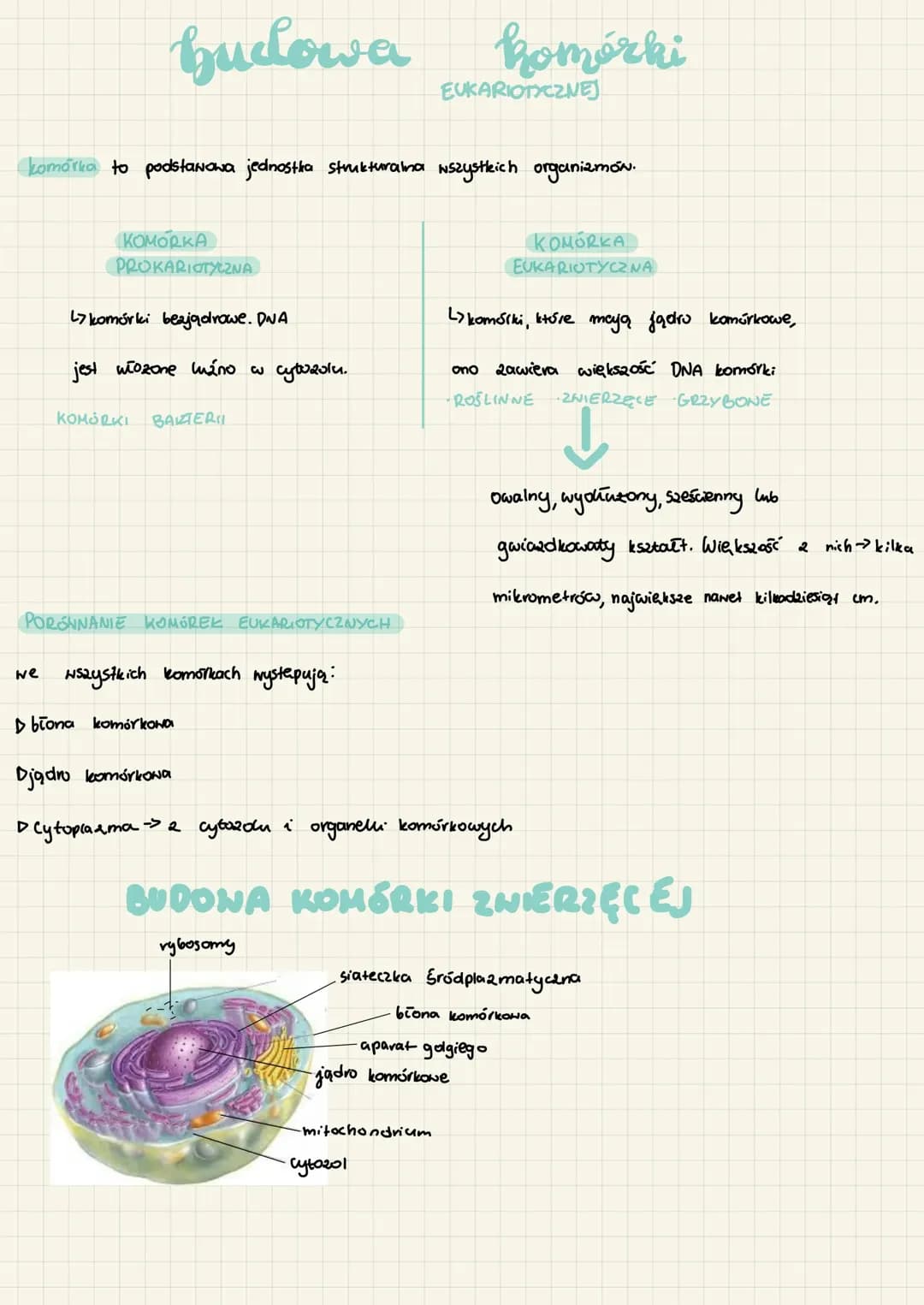 budowa komórki 
