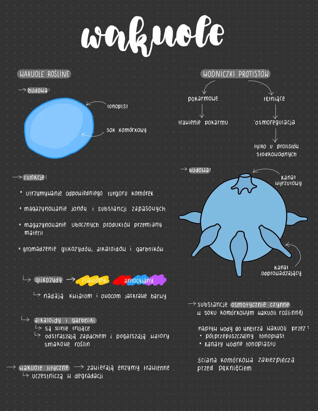 # wakuole

WAKUOLE ROŚLINE
WODNICZKI PROTISTÓW
→ budowa:
pokarmowe
tetniące
tonopist
trawienie pokarmu
osmoregulacja
SOK Komórkoну

→ funkcj