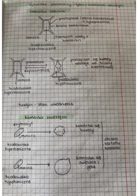 Know komórka roślinna, zwierzęca+ zjawisko plazmolizy  thumbnail