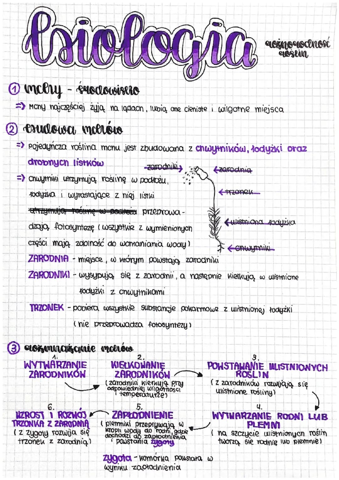 briologia-
Ⓒicery grodowisero
Mcny najczęściej żyją na lądach, lubią one cieniste i wilgotne miejsca
-
2 esudowa mcerów
=> pojedyńcza roślin
