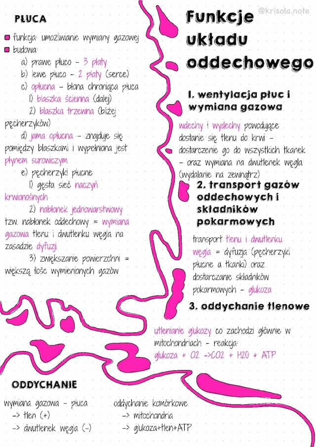 Know Budowa i funkcje układu oddechowego  thumbnail