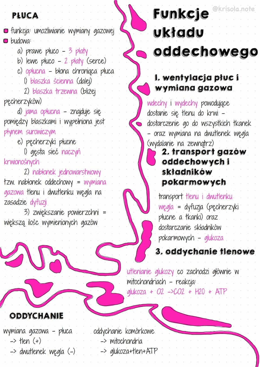 
<h2 id="budowaukaduoddechowego">Budowa układu oddechowego</h2>
<p>Płuca każdego człowieka składają się z prawego płuca z trzema płatami ora