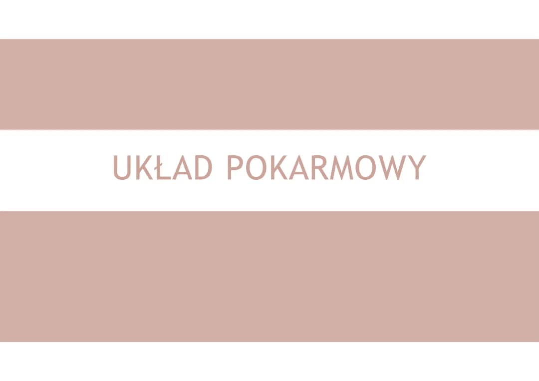 Układ pokarmowy człowieka - budowa, funkcje i choroby | Prezentacja PDF dla dzieci