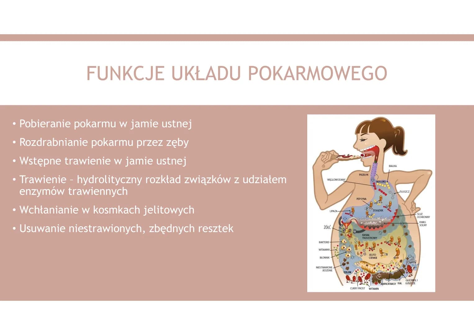 UKŁAD POKARMOWY 1. Organiczne składniki pokarmowe
2. Nieorganiczne składniki pokarmowe
3. Funkcje układu pokarmowego
4. Budowa układu pokarm