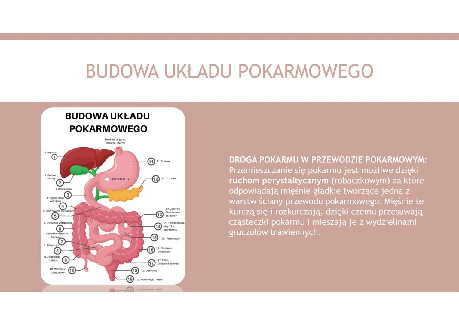 UKŁAD POKARMOWY 1. Organiczne składniki pokarmowe
2. Nieorganiczne składniki pokarmowe
3. Funkcje układu pokarmowego
4. Budowa układu pokarm