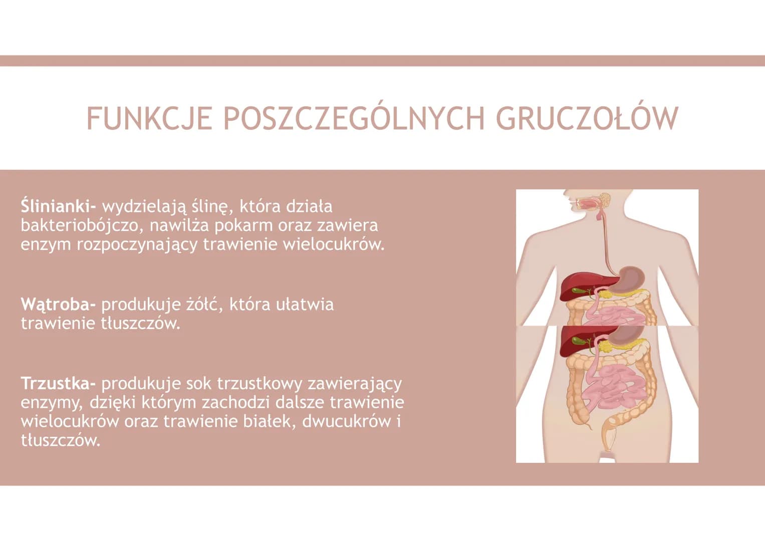 UKŁAD POKARMOWY 1. Organiczne składniki pokarmowe
2. Nieorganiczne składniki pokarmowe
3. Funkcje układu pokarmowego
4. Budowa układu pokarm