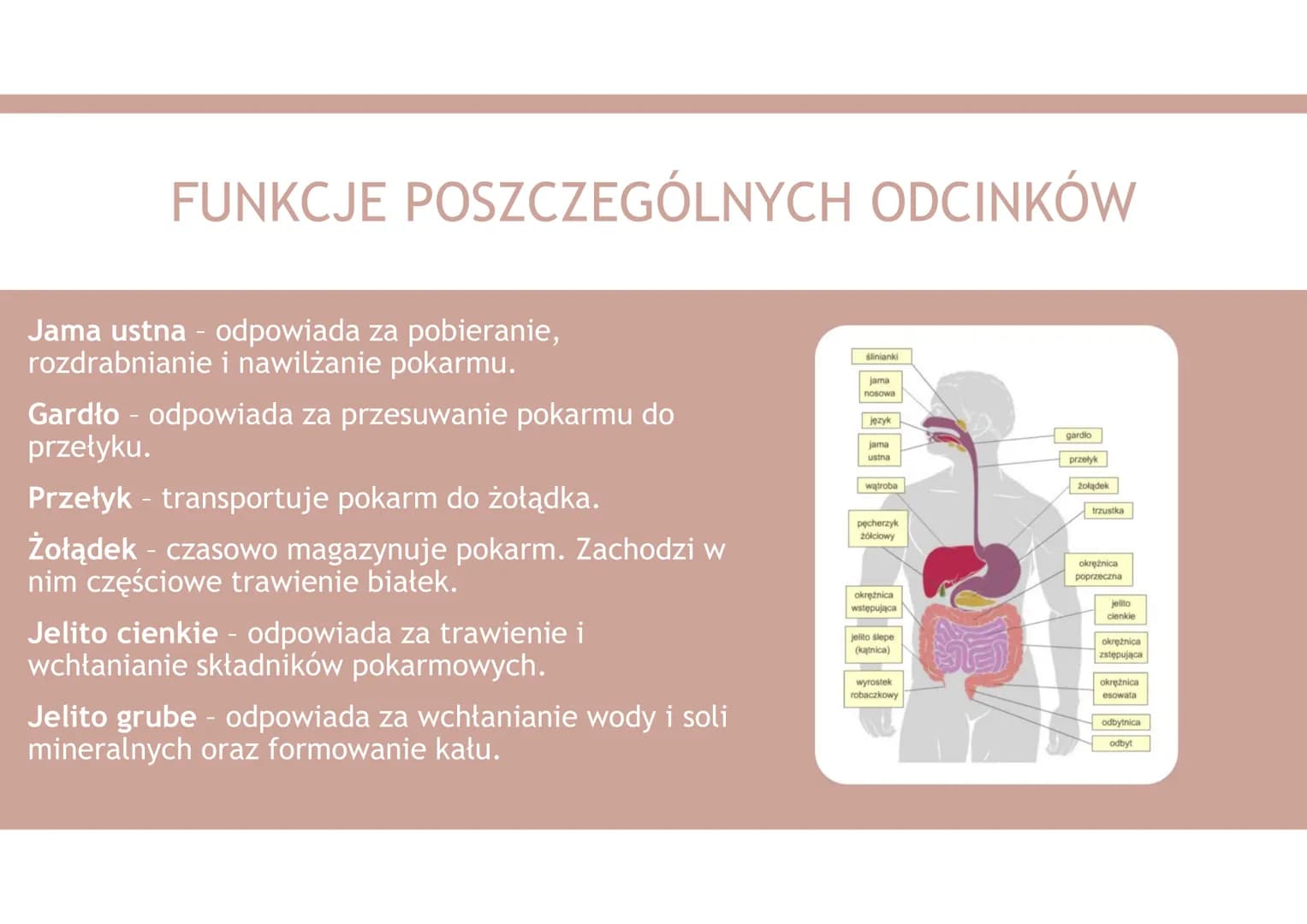 UKŁAD POKARMOWY 1. Organiczne składniki pokarmowe
2. Nieorganiczne składniki pokarmowe
3. Funkcje układu pokarmowego
4. Budowa układu pokarm