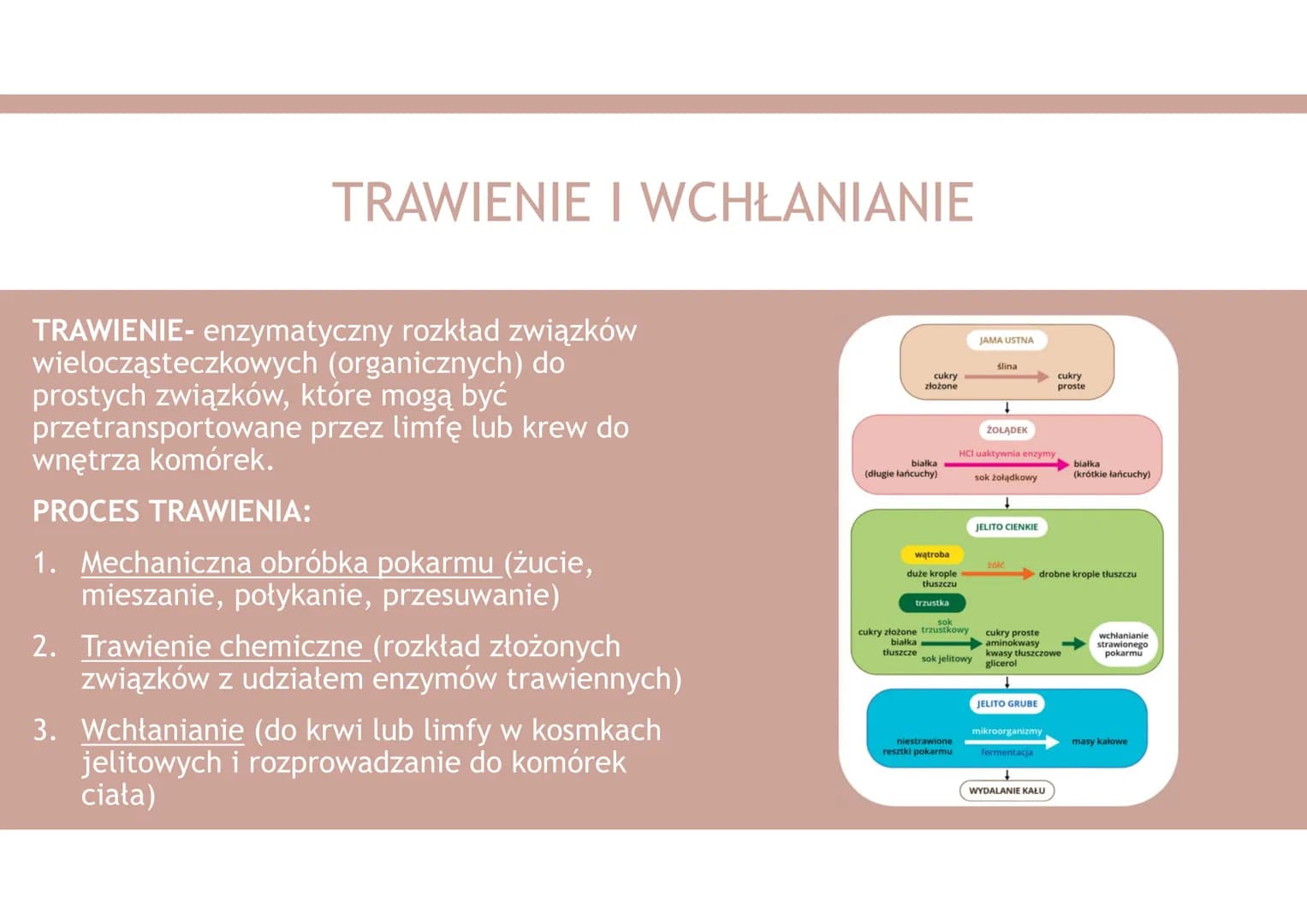 UKŁAD POKARMOWY 1. Organiczne składniki pokarmowe
2. Nieorganiczne składniki pokarmowe
3. Funkcje układu pokarmowego
4. Budowa układu pokarm