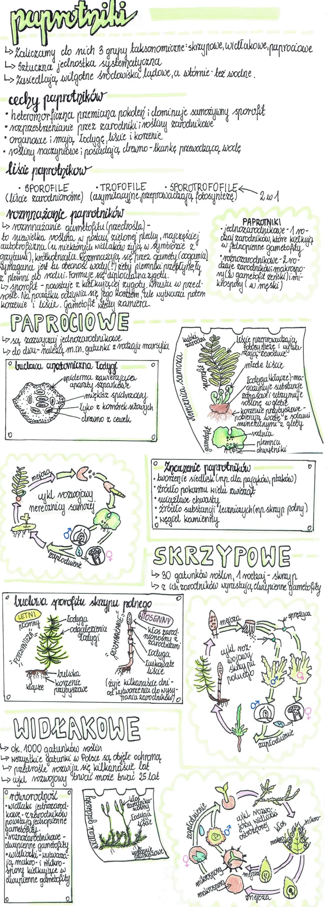 paprotipiki
↳> Zaliczamy do nich 3 grupy taksonomiczne: skrzypowe, wichłukowe, paprociawe
L> Sztuckna jednostka systematyczna
L> Zusiedlają 