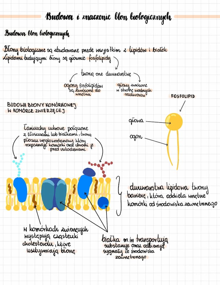 Know Budowa i znaczenie błon biologicznych thumbnail